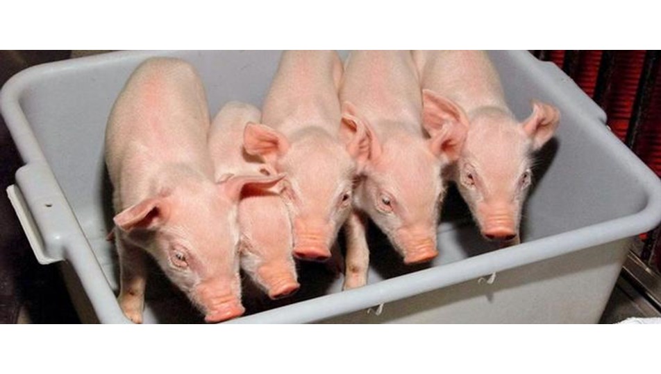 Afrika domuz vebası Batı Avrupa'ya sıçradı NTV