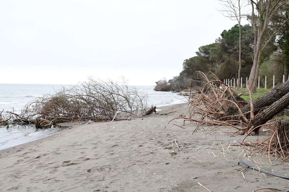 Terme Ovası'nda kıyı erozyonu ağaçları devirdi 79 qTitKKtUTUyZ68JcVRNJHg