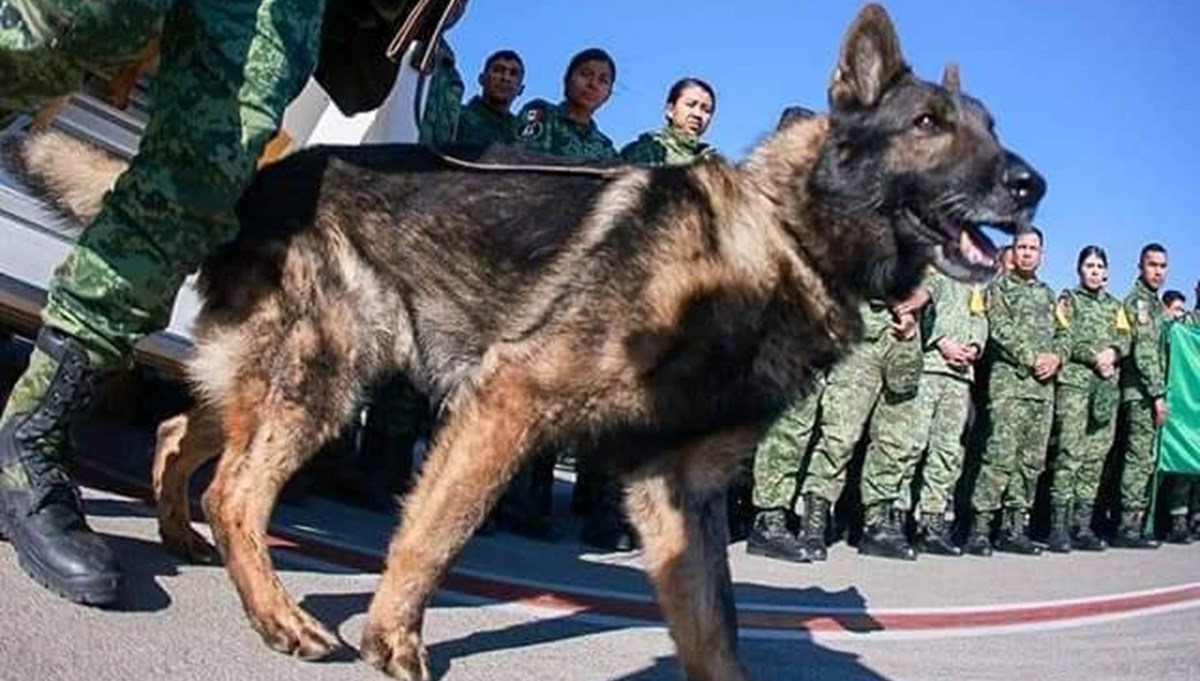 Meksika'dan Türkiye'ye gelen arama-kurtarma köpeği 'Proteo' hayatını kaybetti Meksika'dan Türkiye'ye gelen arama-kurtarma köpeği 'Proteo' hayatını kaybetti