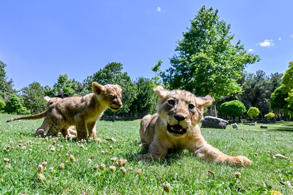 Erdoğan'ın aslanlarına isim aranıyor: Anketle belirlenecek - 3