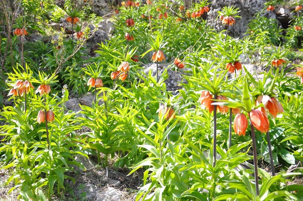 "Ağlayan Gelin"i görmek için 2 bin 900 rakıma kadar çıktılar - 4