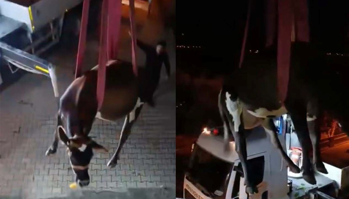 Dama çıkan inek vinçle indirildi