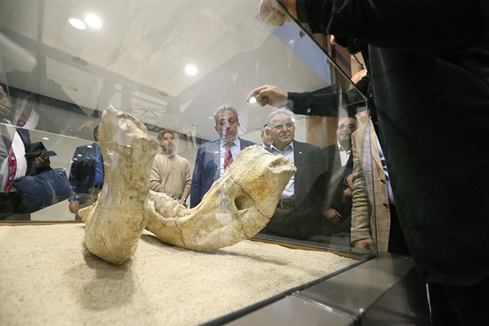 Kayseri'de 7,5 milyon yıllık fosiller sergilenecek - 1