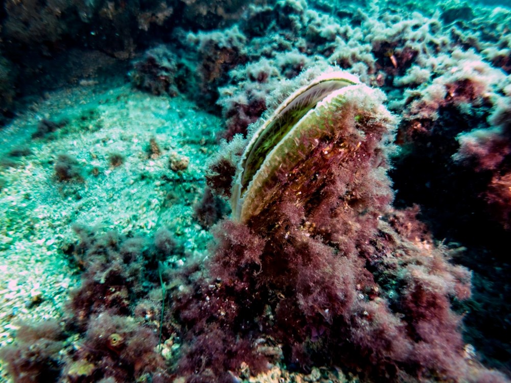 Müsilaj felaketine yeni tedbirler: Saatte 6 litre su temizliyor 75