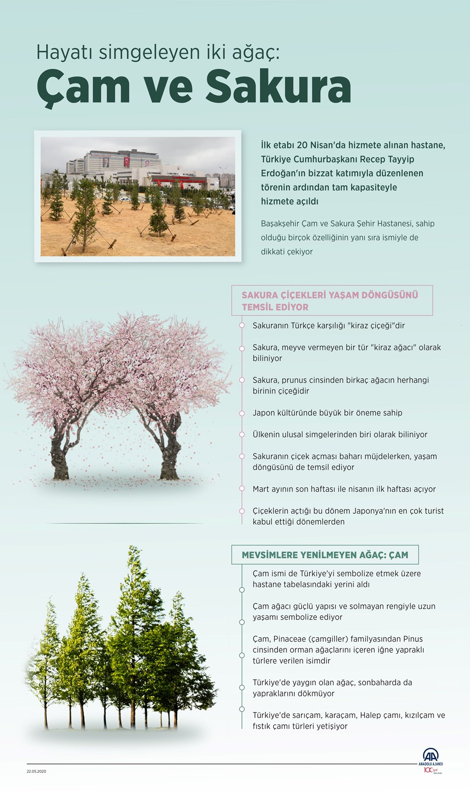 Çam ve Sakura ağaçlarının anlamı nedir? (Başakşehir Şehir Hastanesi'ne ismini veren Çam ve Sakura Ağacı) - 1