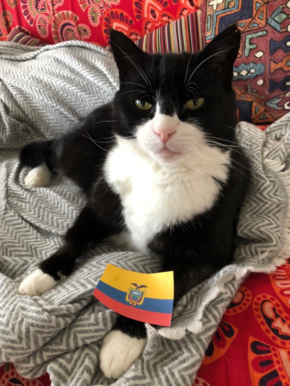 Diplomat kedi
Palmerston İngiltere Dışişleri Bakanlığı’ndan emekli oldu - 1