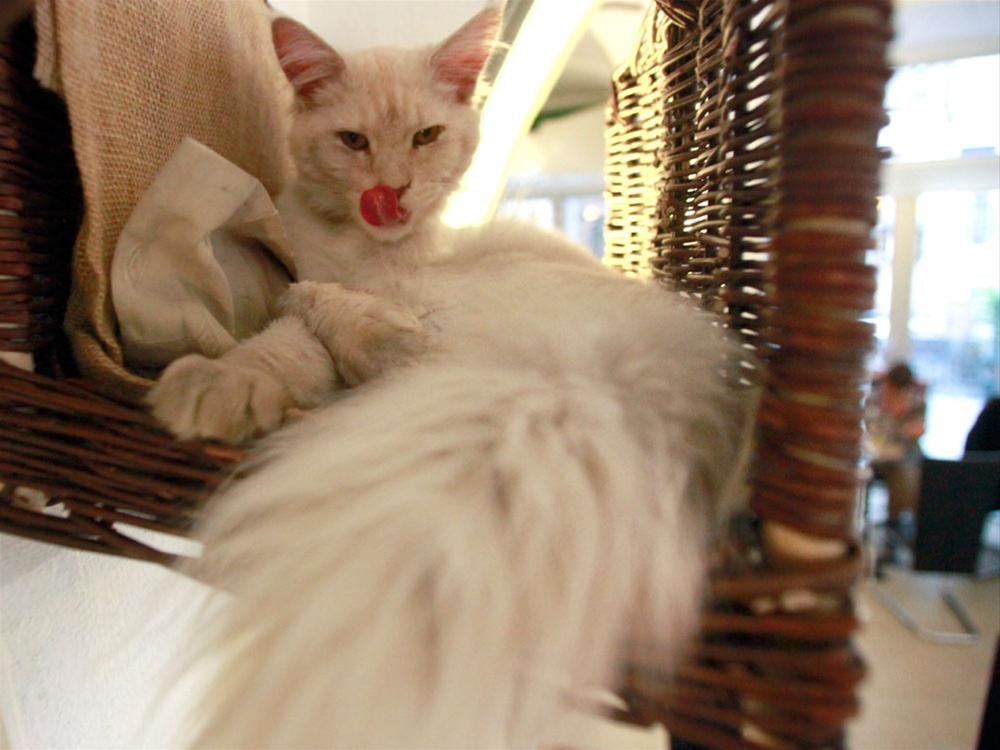 Avrupa�da bir ilk Kedi kafe Magazin Haberleri NTV