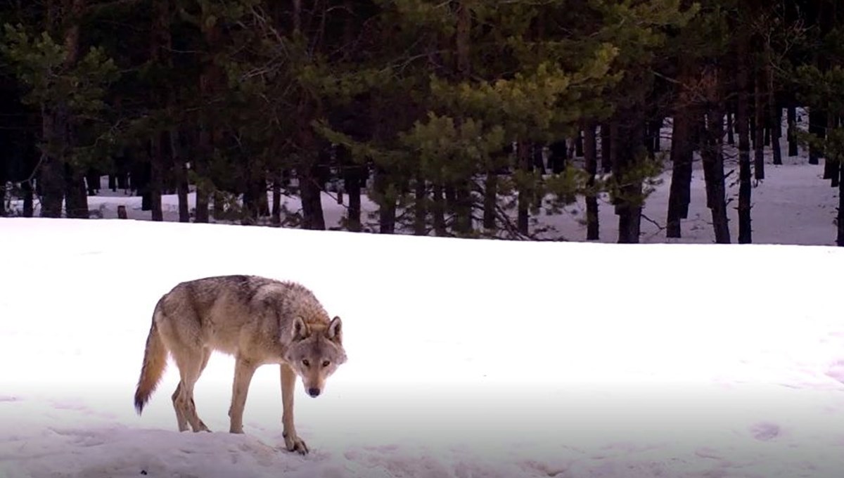 Genç kurt 6 ayda Kars ile Edirne arasındaki mesafeye yakın yol yürüdü
