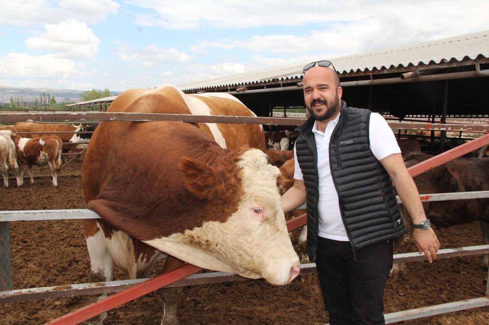 1,65 tonluk dev kurbanlık ilgi çekiyor - 2