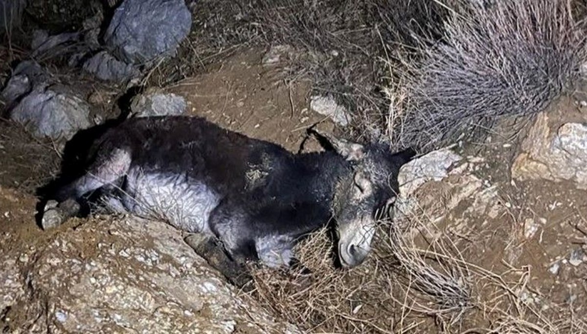 Çankırı'da kayalıklara düşen yaralı eşek AFAD tarafından kurtarıldı Çankırı'da kayalıklara düşen yaralı eşek AFAD tarafından kurtarıldı