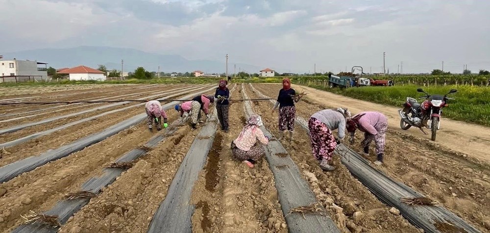 Teşebbüsçü kardeşler 8 dekarlık alanda yetiştiriyor: İlçenin eksikliğini giderdiler 73