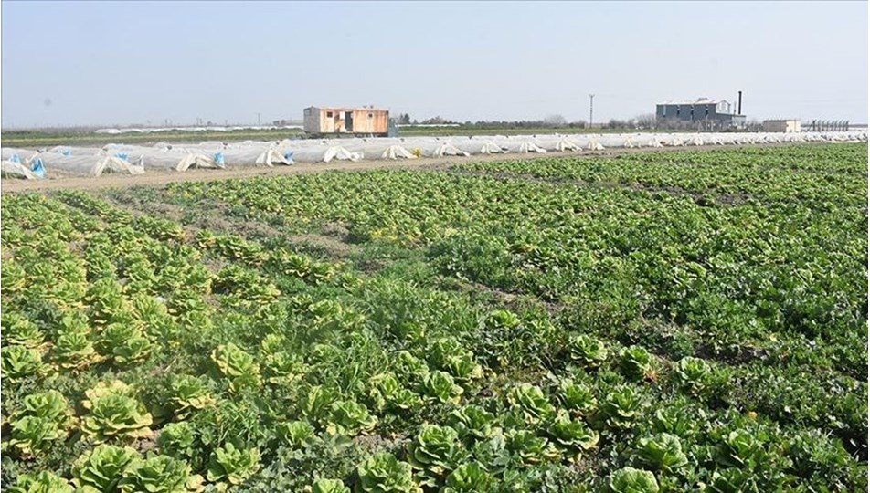 Hatay'da sebze hali açılamadı, marul ve şalgam tarlada kaldı