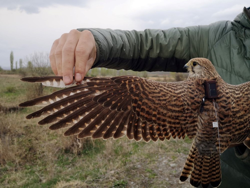 Iğdır'da takıldı, Ermenistan'dan çıktı: Adım adım takip ediliyor 74 qgk QrdD6EOmbavp 9CcIQ