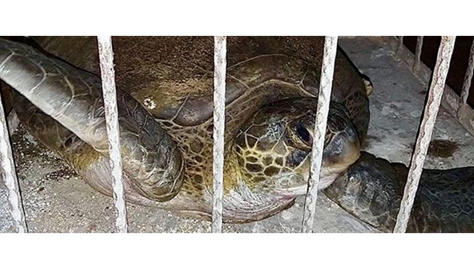 Caretta carettaları ölümden kurtardılar