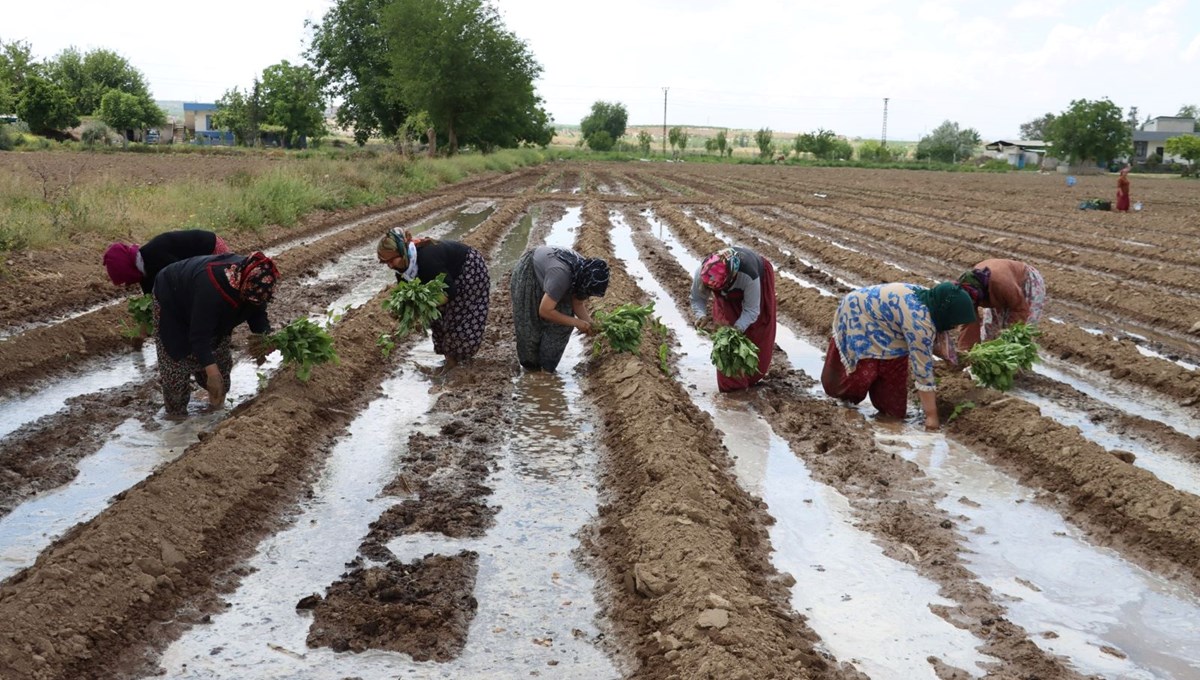 Şanlıurfa yemeklerinin vazgeçilmezi: Tadı nedeniyle büyük ilgi görüyor