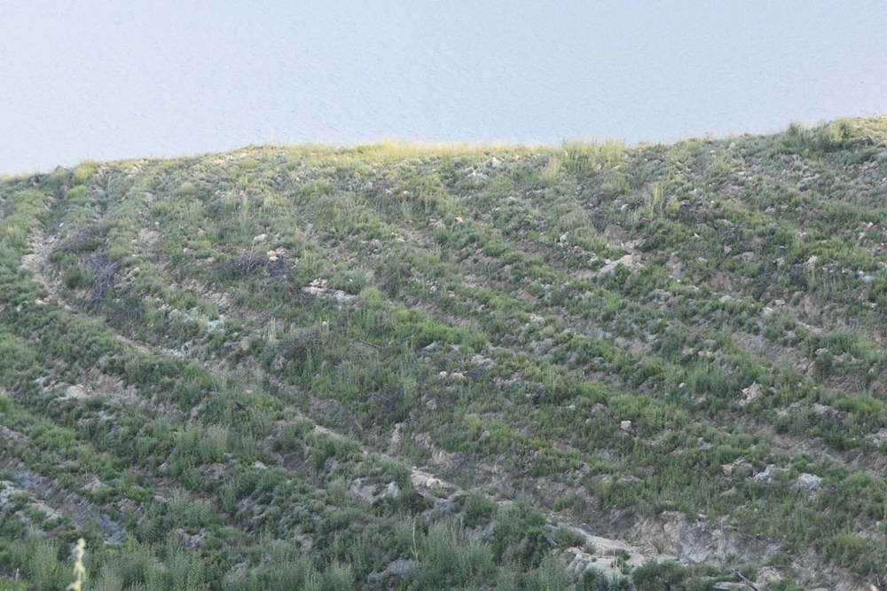 Bodrum'da yanan orman alanları yeşermeye başladı - 12