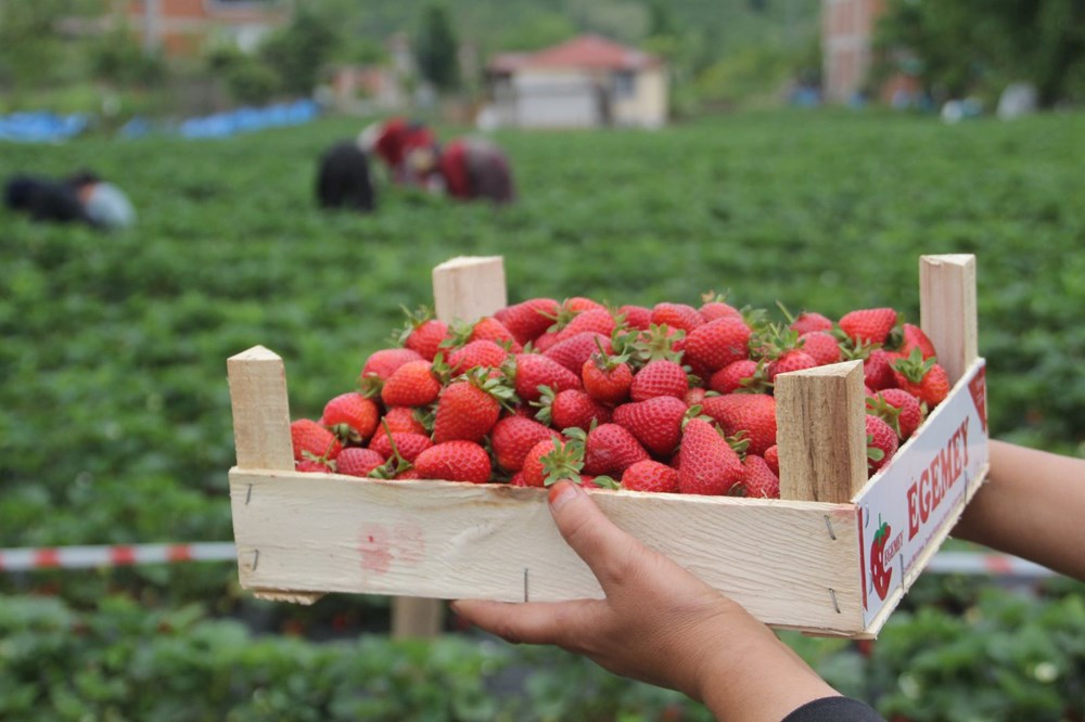 Yılın yarısını tarlada geçiriyorlar: Bakımı ve hasadı sıkıntı 77 qk7 NBWBfE6WM3