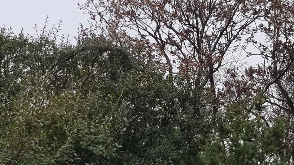 Çanakkale'de Yılan Alarmı: "Daha Önce Böylesi Görülmedi!" 77 qkDqgup9TU MrzaULjliuA