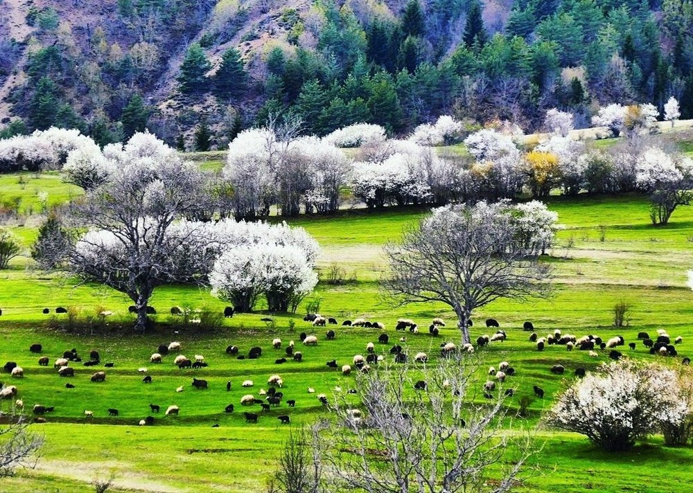 Artvin'in sakin şehri Şavşat'ta ilkbahar bir başka güzel - 1