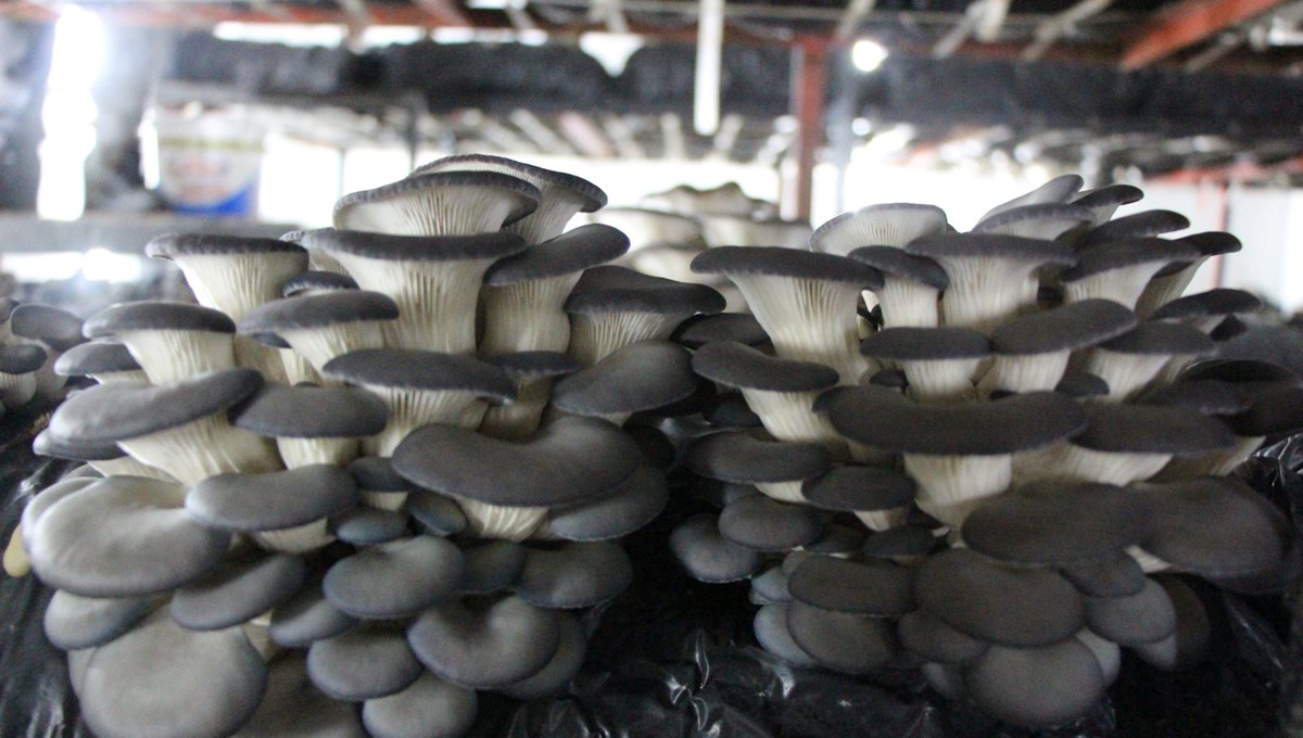 Liseli öğrenciler üretiyor: Kilosu 120 liradan satışa çıkarıldı