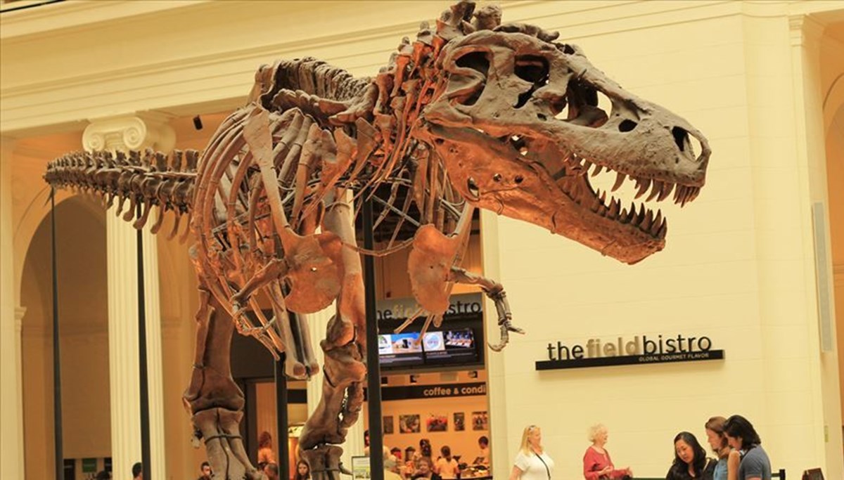 T-Rex'in sanılandan oldukça yavaş yürüdüğü belirlendi T-Rex'in sanılandan oldukça yavaş yürüdüğü belirlendi