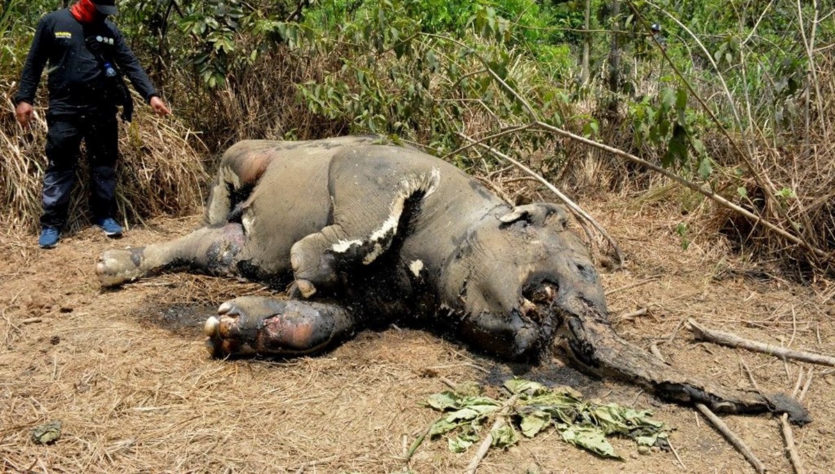 Avcıların kurduğu tuzak nedeniyle hortumunun yarısını kaybeden yavru fil öldü
