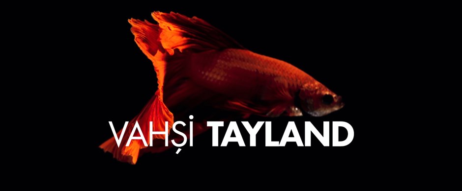 Vahşi Tayland - NTV Belgesel Kuşağı