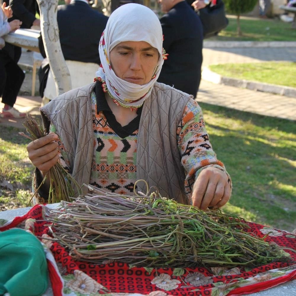 Dağlardan bedavaya toplanıyor, 100 TL'ye satılıyor: "Aydın'ın nimeti" olarak bilinen şifalı bitki 75 qmjQ0CFddUSLUZFXsG UXg