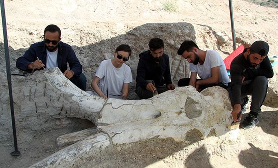 Kayseri'de bulunan 7,5 milyon yıllık dev fosil özenle temizleniyor - 1