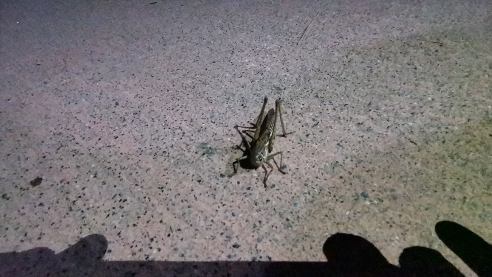 Arnavutköy'de çekirge endişesi - 5
