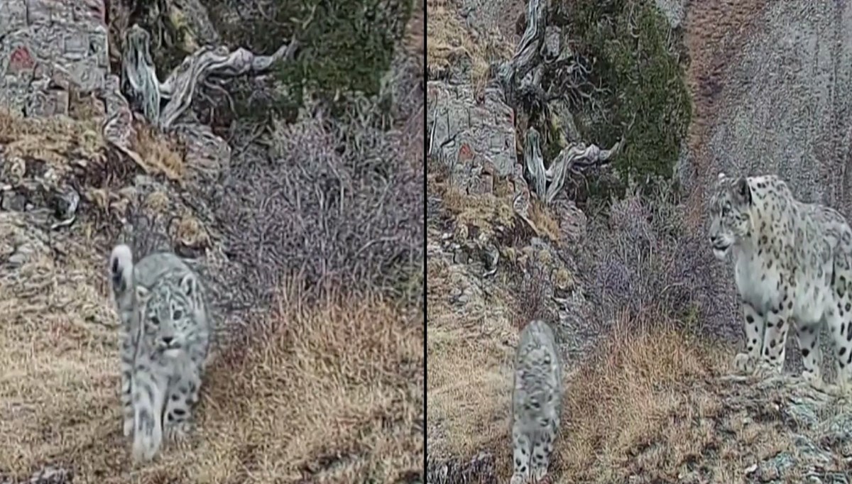 Kar leoparı ve 3 yavrusu kameraya yakalandı Kar leoparı ve 3 yavrusu kameraya yakalandı