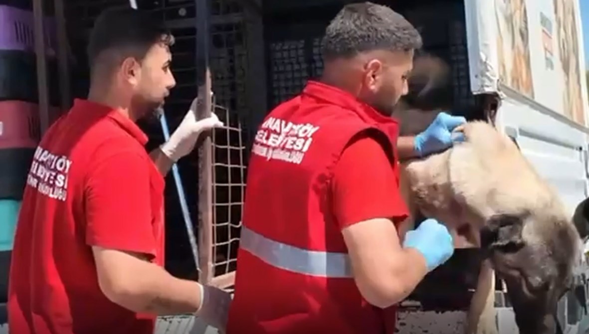 Sokak köpekleri toplanmaya başladı