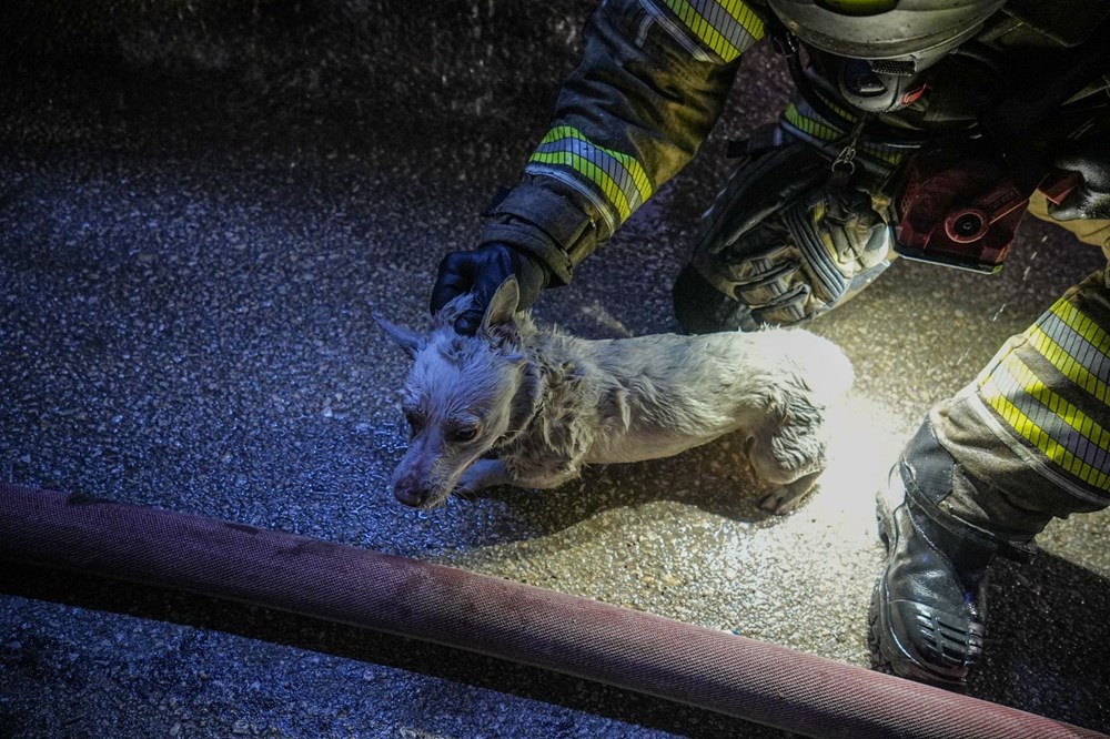 Alevlerin Ortasında Bir Mucize: İtfaiyenin Kahramanca Köpek Kurtarma Operasyonu! 74 qqsvVhglo0WmyjVTlhwiPg