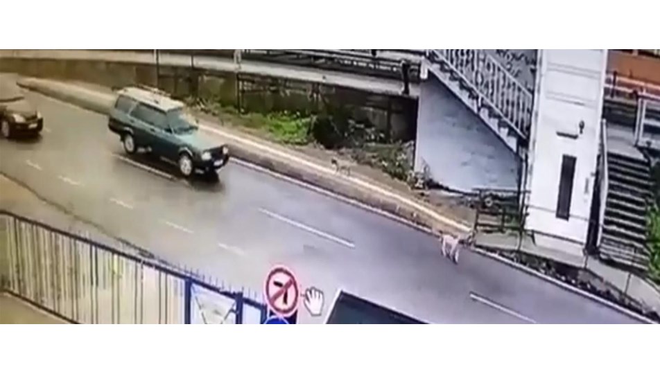 Yavru köpeği ezip yoluna devam etti