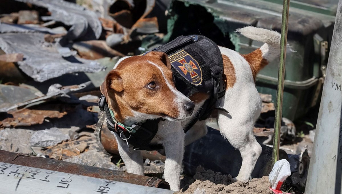 Zelenski’den yüzlerce mayını tespit eden köpeğe devlet nişanı