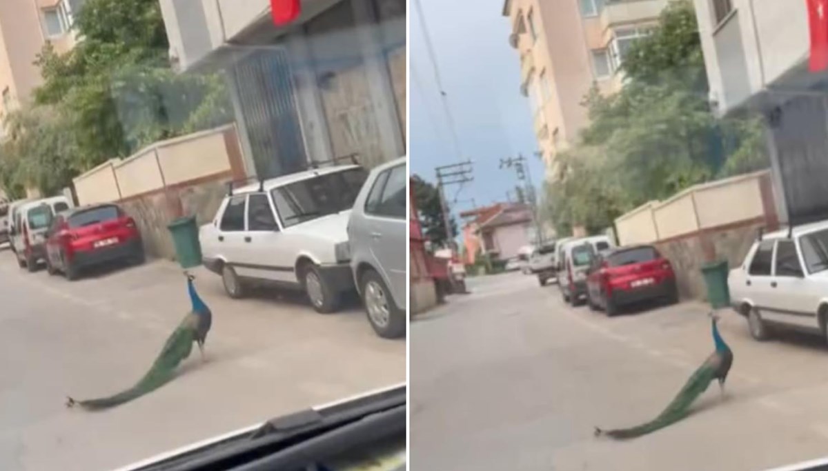 Sürücünün tavus kuşu şaşkınlığı