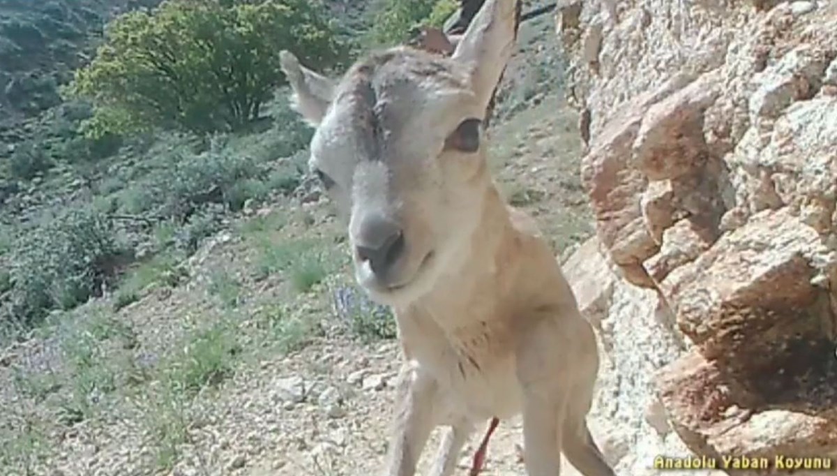 Anadolu yaban koyunu yavrusu, fotokapana yansıdı