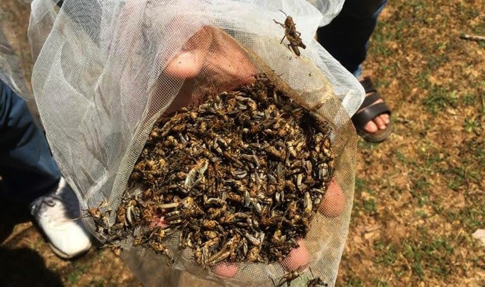 Gaziantep'te çekirge istilasına karşı mücadele - 6