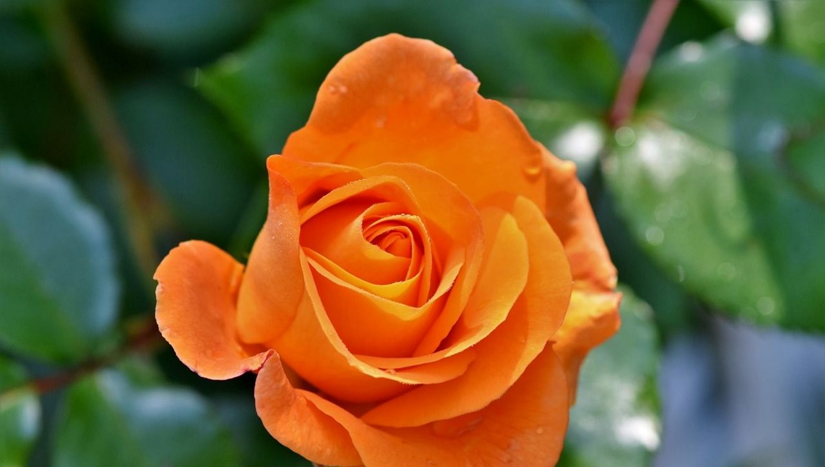 Hıdırellez gül ağacı dileği nasıl dilenir? Gül ağacı yoksa ne yapılır?