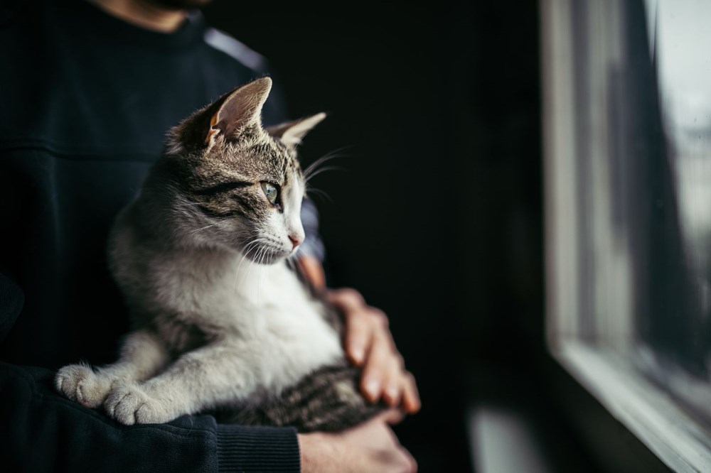 Bilim insanları “açık ilişki”den “eş bağımlılığa” kedilerle insanlar arasındaki 5 ilişki türünü ortaya koydu: Sizin kedilerle aranızda nasıl bir bağ var? - 10