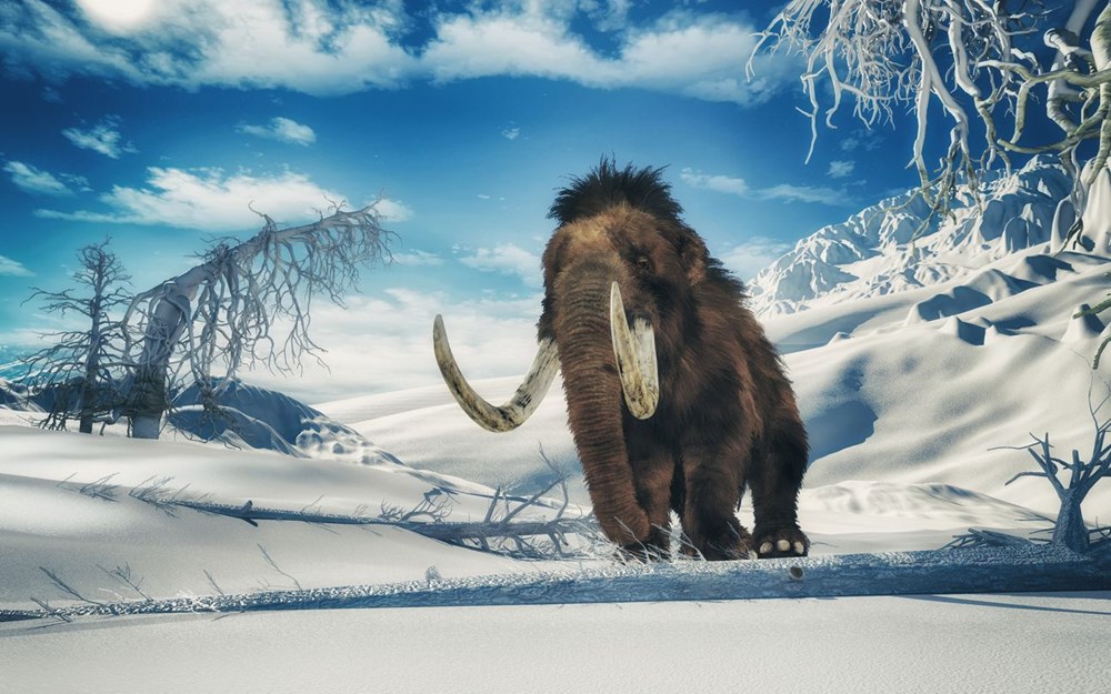 10 bin yıl önce yok olan yünlü mamutlar yeniden doğacak - 11