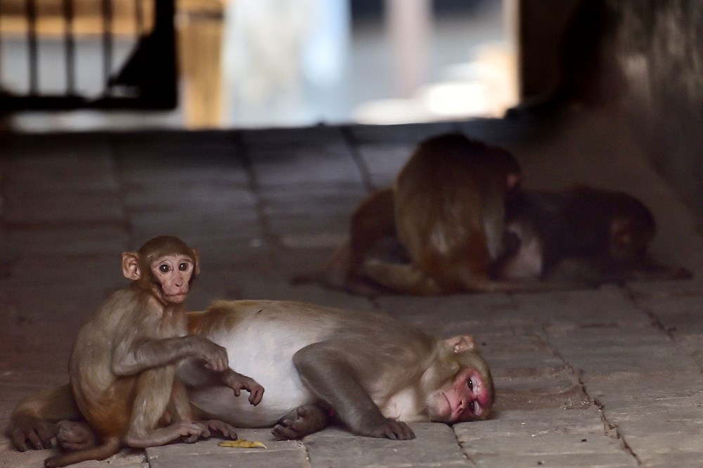 Hindistan'da G20 Liderler Zirvesi öncesi "maymun" önlemi: Langur sesi çıkarabilen personel görevlendirilecek - 8
