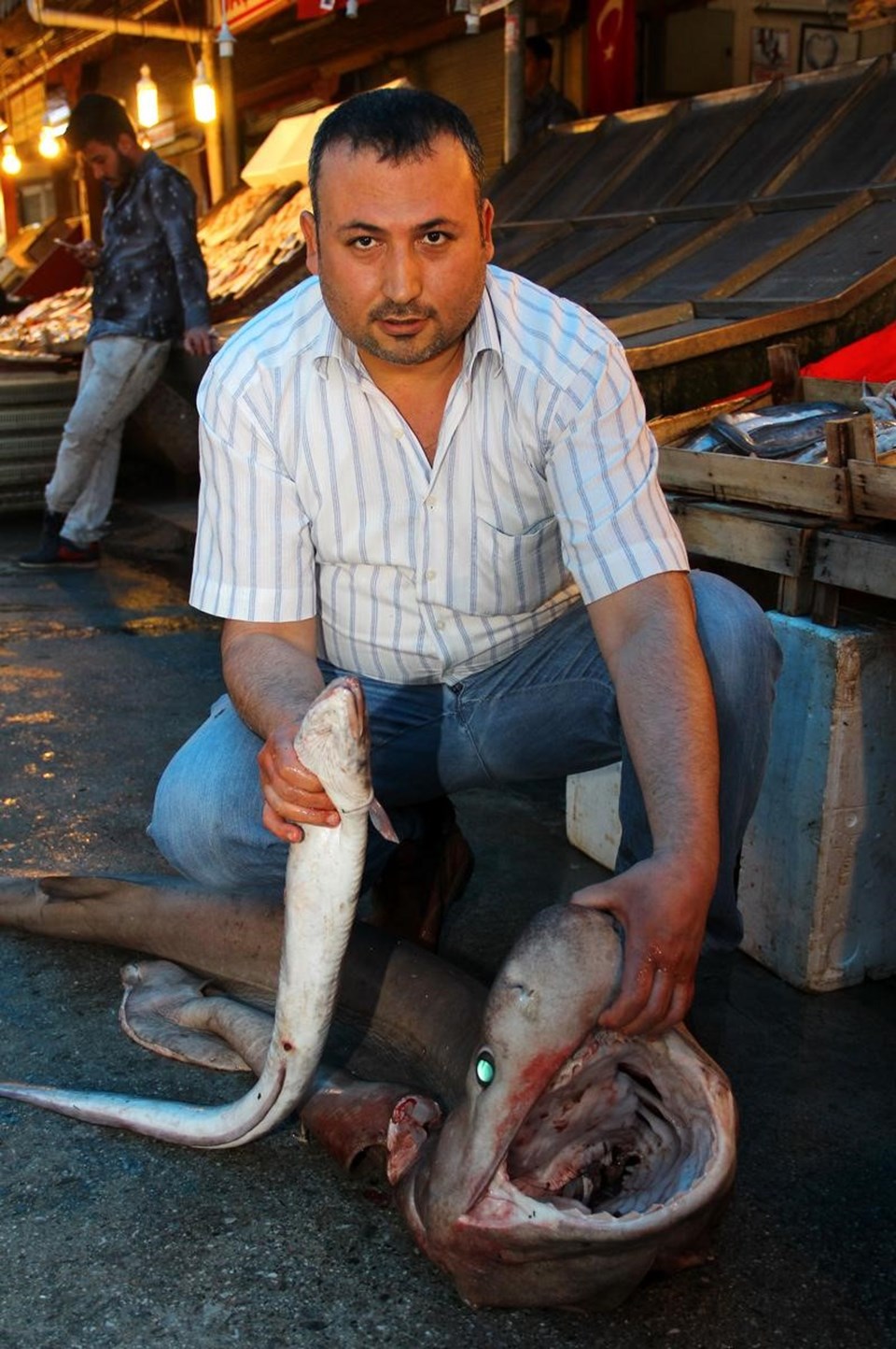 Mersin'de 2,5 metrelik camgöz köpek balığı yakalandı - 1