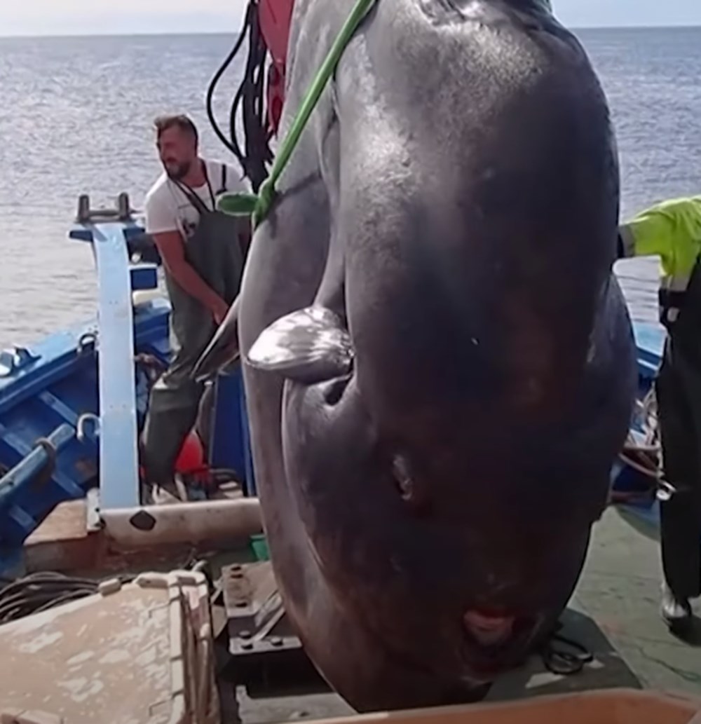 İspanya’da dev güneş balığı yakalandı: Boyu 3,2 metre, yaklaşık 2 ton ağırlığında - 5