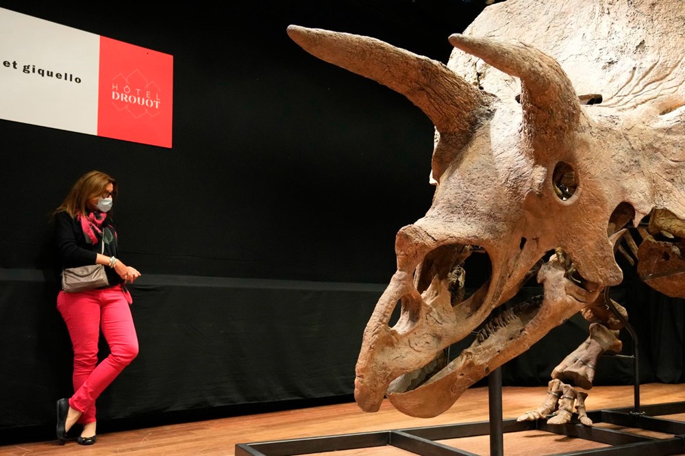 Şimdiye kadar bulunan en büyük triceratops iskeleti 6,6 milyon euroya satıldı - 8