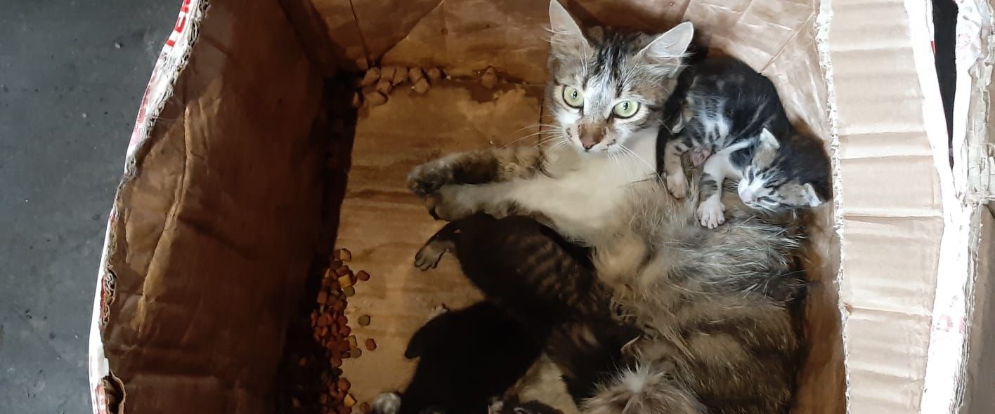 Kedi ve yavruları, ağzı telle bağlı kolide ölüme terk edildi NTV