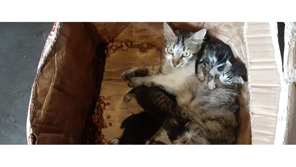 Kedi ve yavruları, ağzı telle bağlı kolide ölüme terk edildi NTV