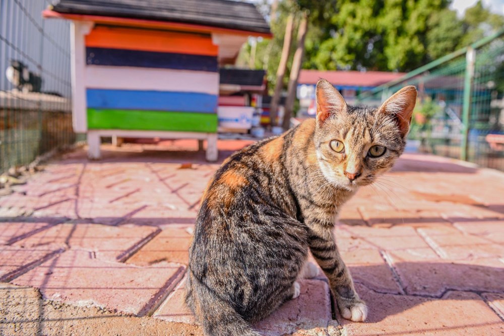 3 katlı, 64 odalı 'kedi apartmanı' - 7