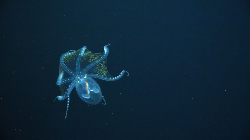 rare in the ocean "Glass Octopus" viewed - 1