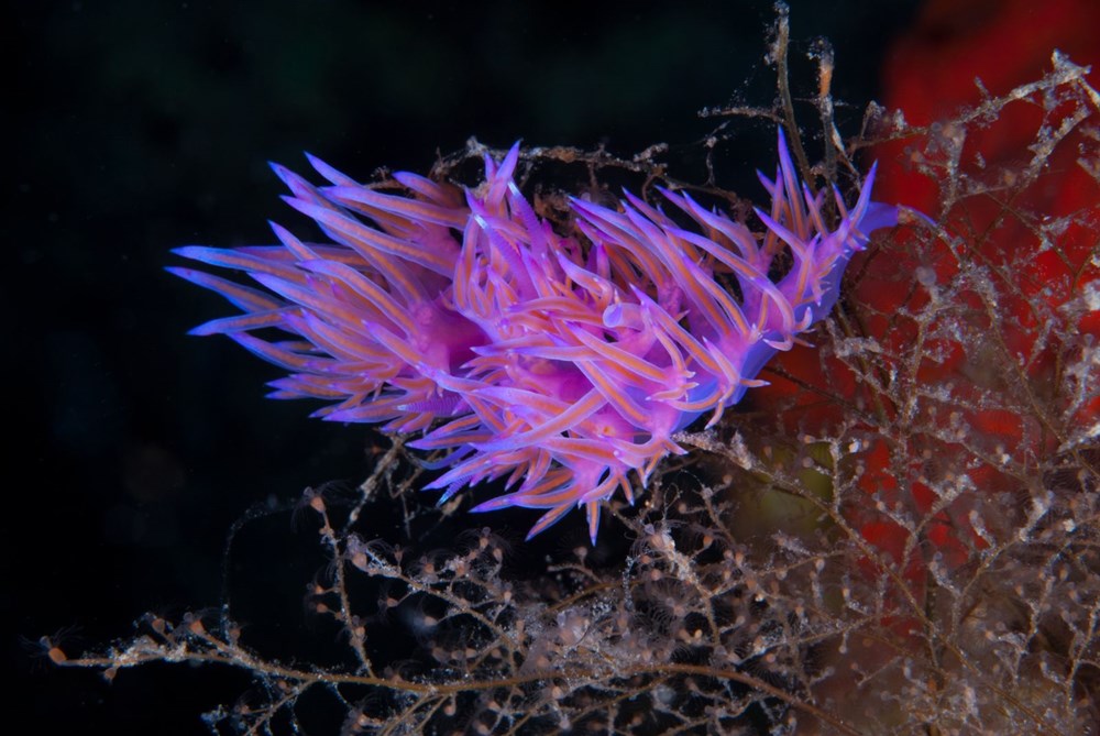 The hidden and colorful world of the Mediterranean - 11